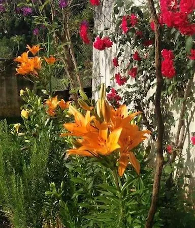 Σπίτι διακοπών Citrus Tree House, Private Pool And Garden.