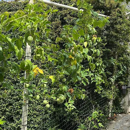 Citrus Tree House, Private Pool And Garden. * Angeja