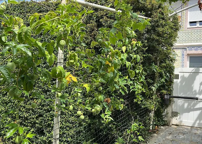 Citrus Tree House, Private Pool And Garden. * Angeja