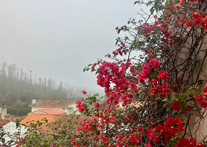 Feriehus Citrus Tree House, Private Pool And Garden. Angeja